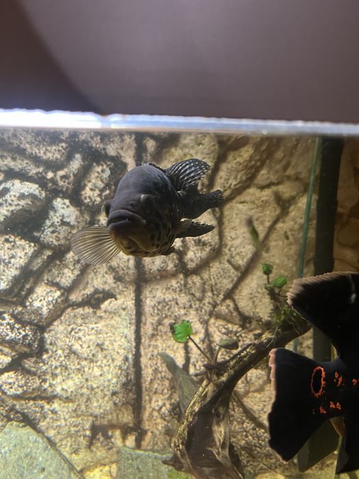 Parachromis managuensis Pielęgnica managuańska