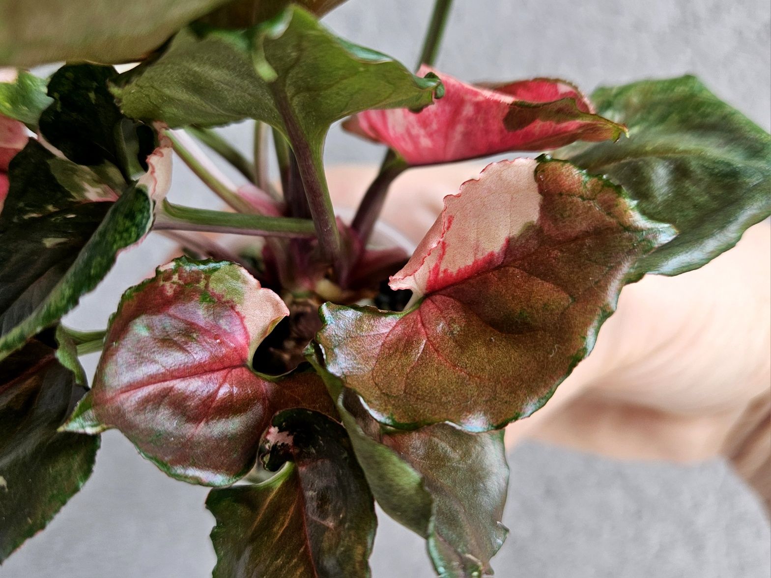 Syngonium Strawberry Ice Galaxy gęsty krzaczek