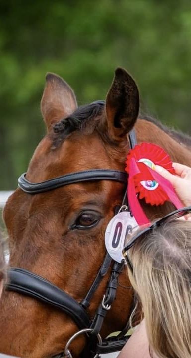 Ogłowie kavalkade proline astrid