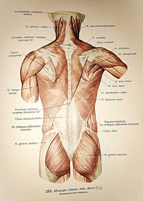 Синельников Р.Д.  Атлас анатомии человека, т.1, т.2