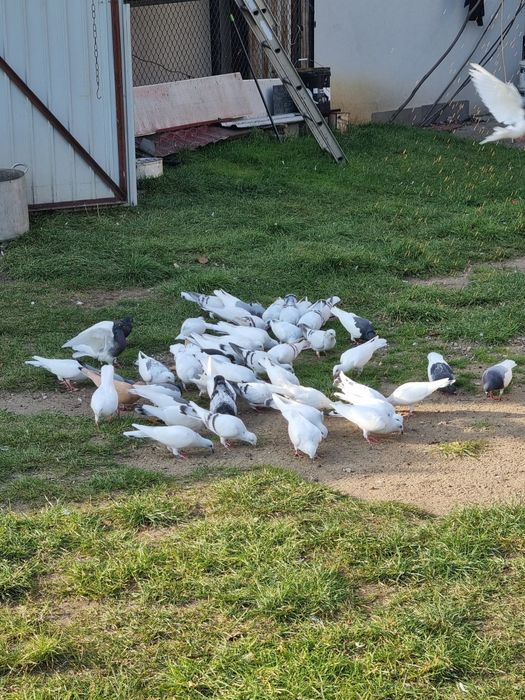 GOŁEBIE DO sprzedania