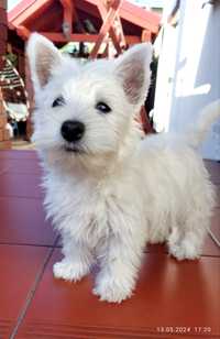 Suczka West Highland White Terrier