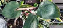 philodendron white knight-cięty szczyt