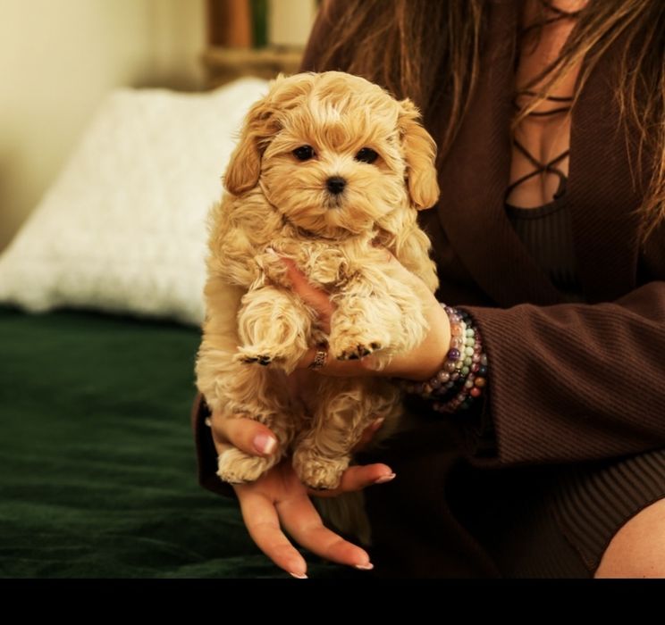 VIP лакшері міні хлопчики цуценята мальтіпу ф1. Мальтіпу. Цуценя