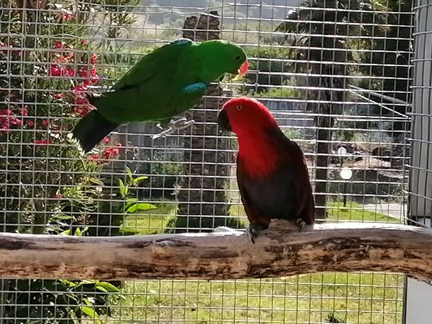 Casal Reprodutor Ecletus - papagaio Vinacea