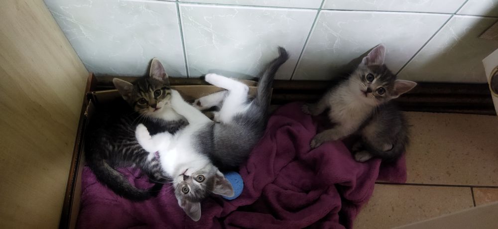 Кошенята в добрі руки.