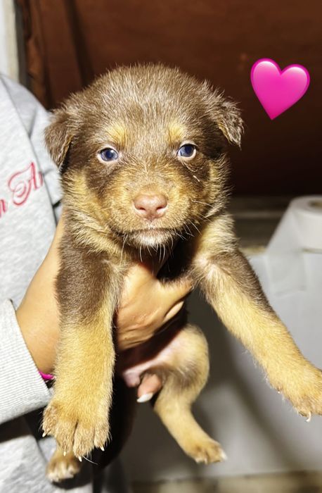 17 cães bebés para adoção responsável