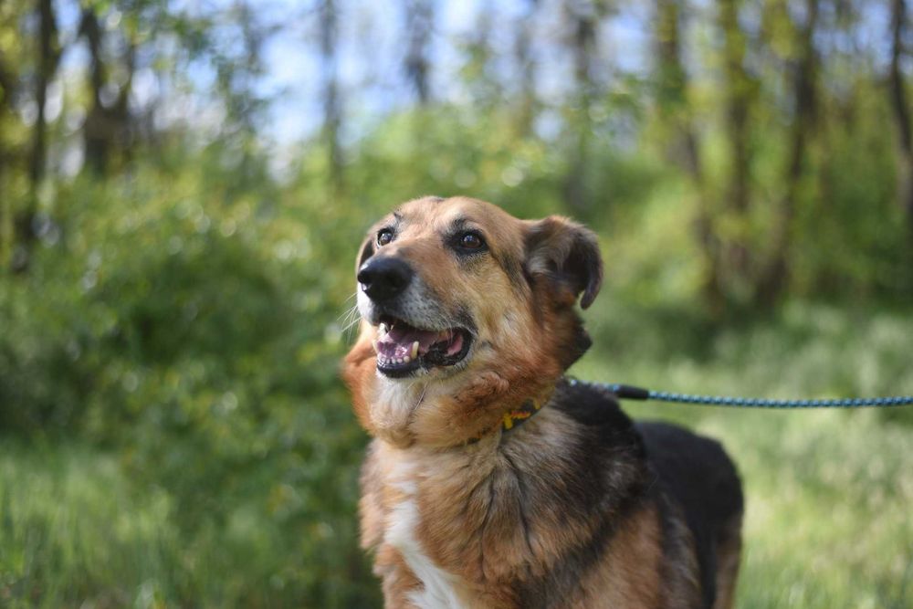 Sylwek czeka na wystrzałowego opiekuna