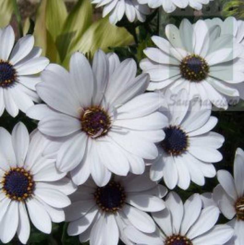 Planta de jardim com flores Dimorfoteca