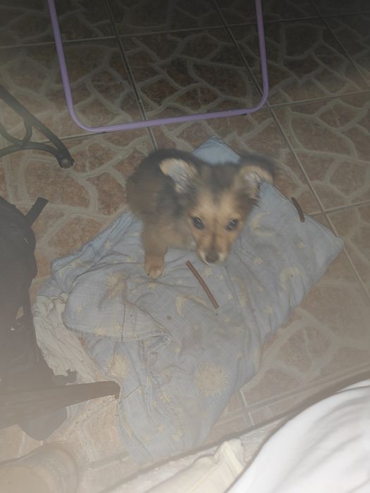Pilnie oddam pieska suczkę z powodu uczulenia