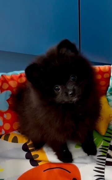 Pomeranian  Szpic miniaturowy Suczka