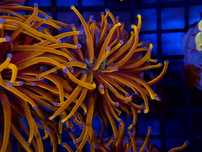Euphyllia glabrescens Gold 24k NYK Koralowce Akwarystyka Poznań