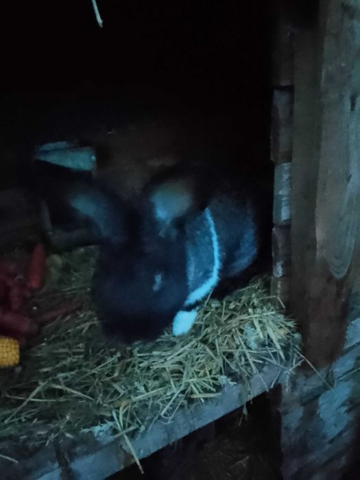 Królik samiec czarny