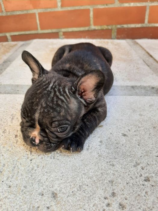 Buldog Francês brindle