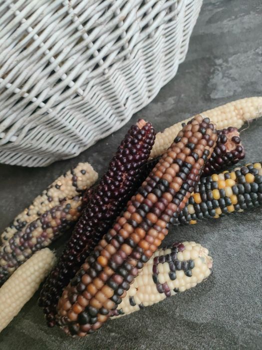 Декоративна кукурудза різних сортів