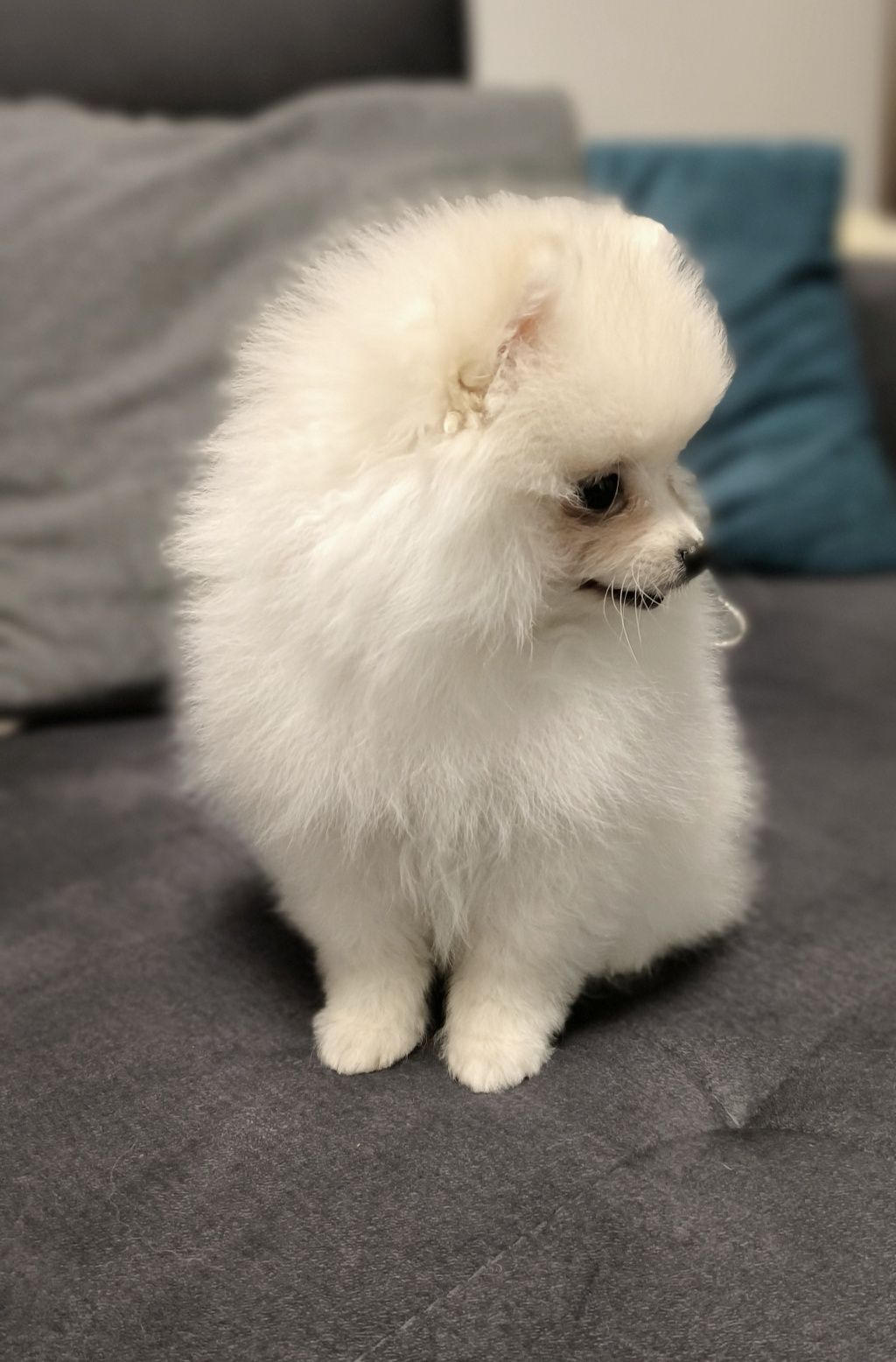 Szpic Miniaturowy - Pomeranian - Biała dziewczynka!
