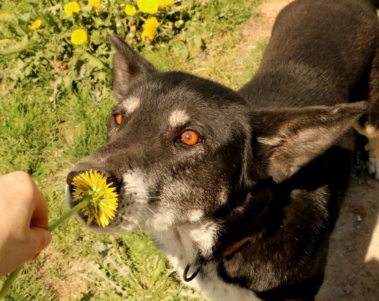 Mega przyjacielski kochany Haker adopcja