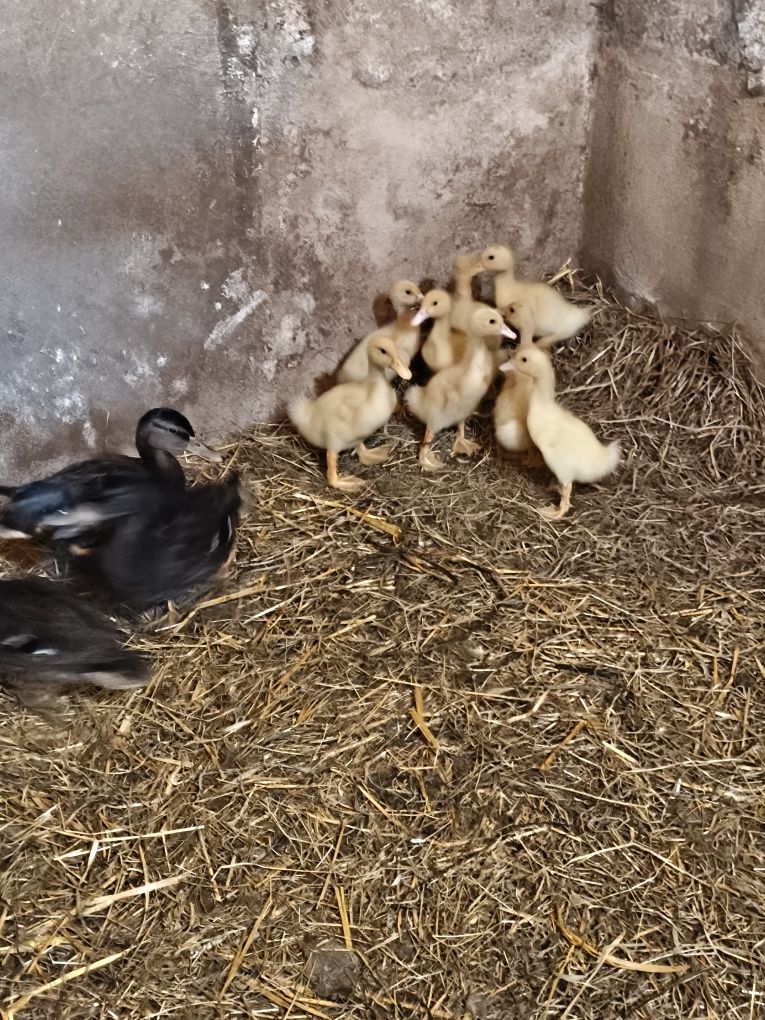 Pato Francês pequenos