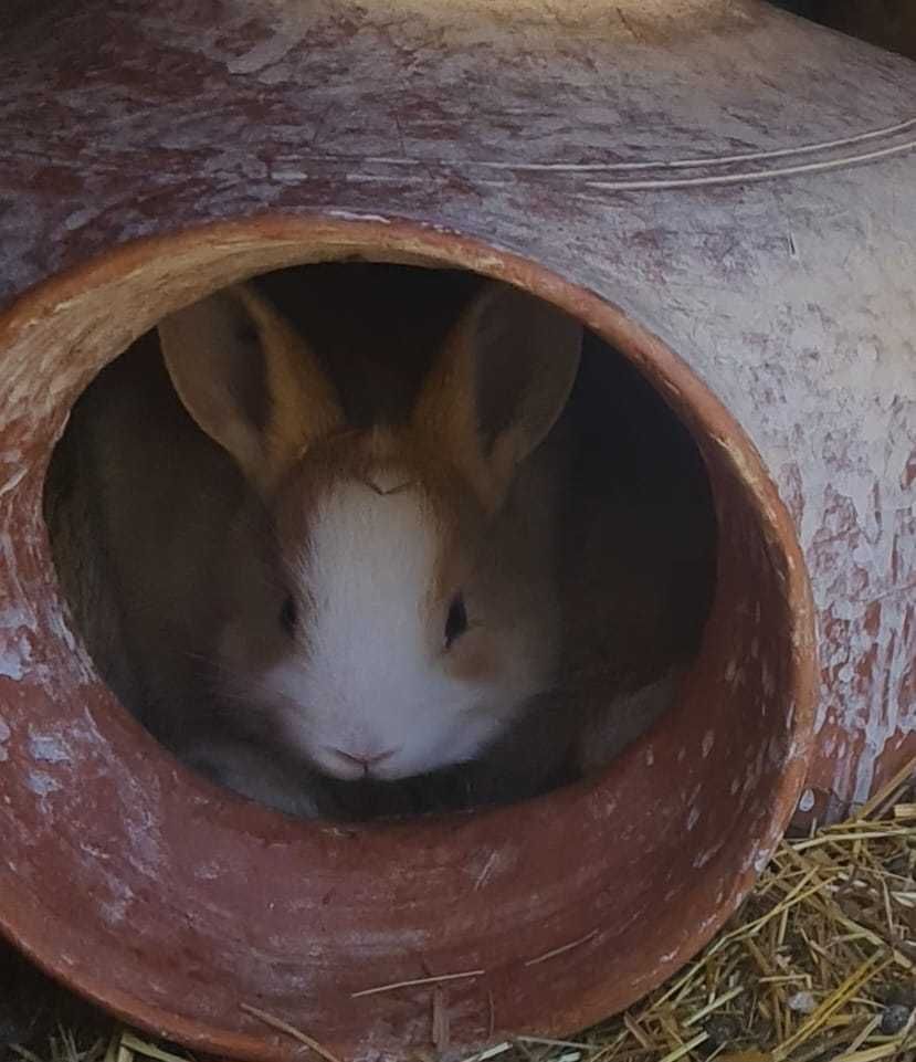 Coelhos anões vacinados