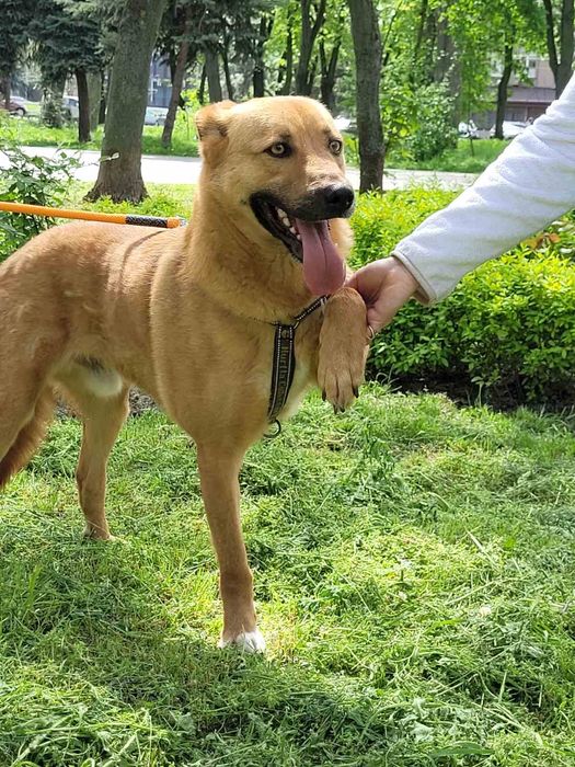 Отдам даром в добрые руки собаку метис овчарки