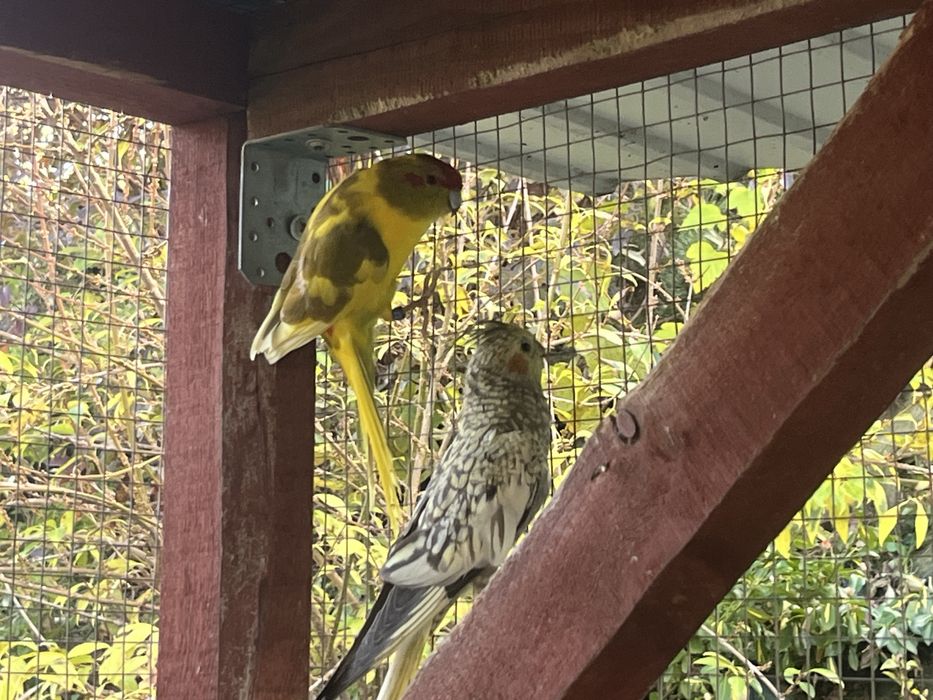 Zwierzeta szukaja nowej woliery