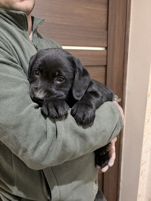 Labrador retriever czarny pies kielce polecam