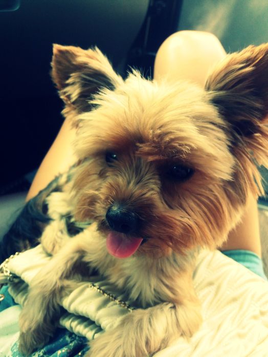 Вязка ! Ищу невесту!