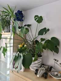 Duży kwiat Monstera z oslonką 110 cm