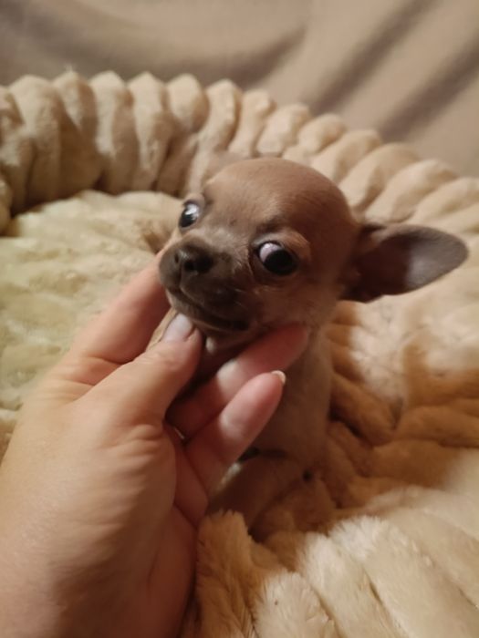 Chihuahua suczka