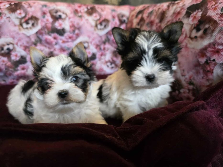 York Yorkshire Terrier Biewer uroczy chłopiec