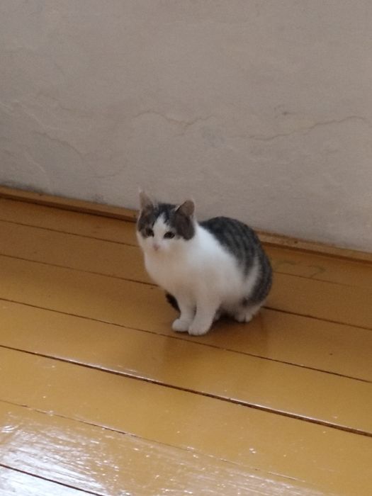 Oddam kotki w dobre ręce