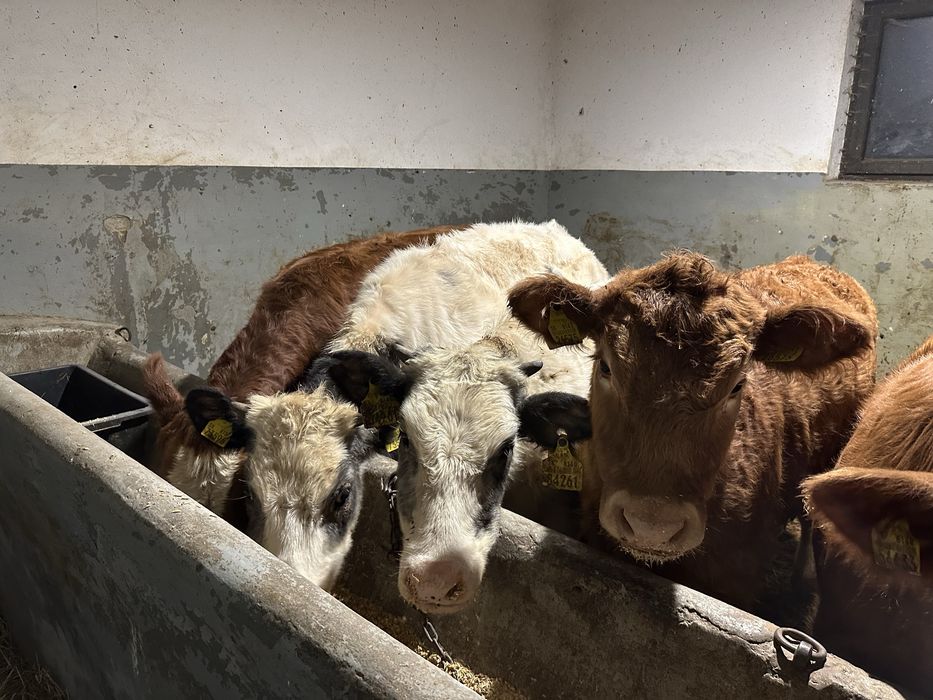 Jalowki miesne 370kg  - 5sztuk