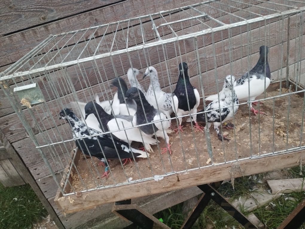 Sprzedam gołębie