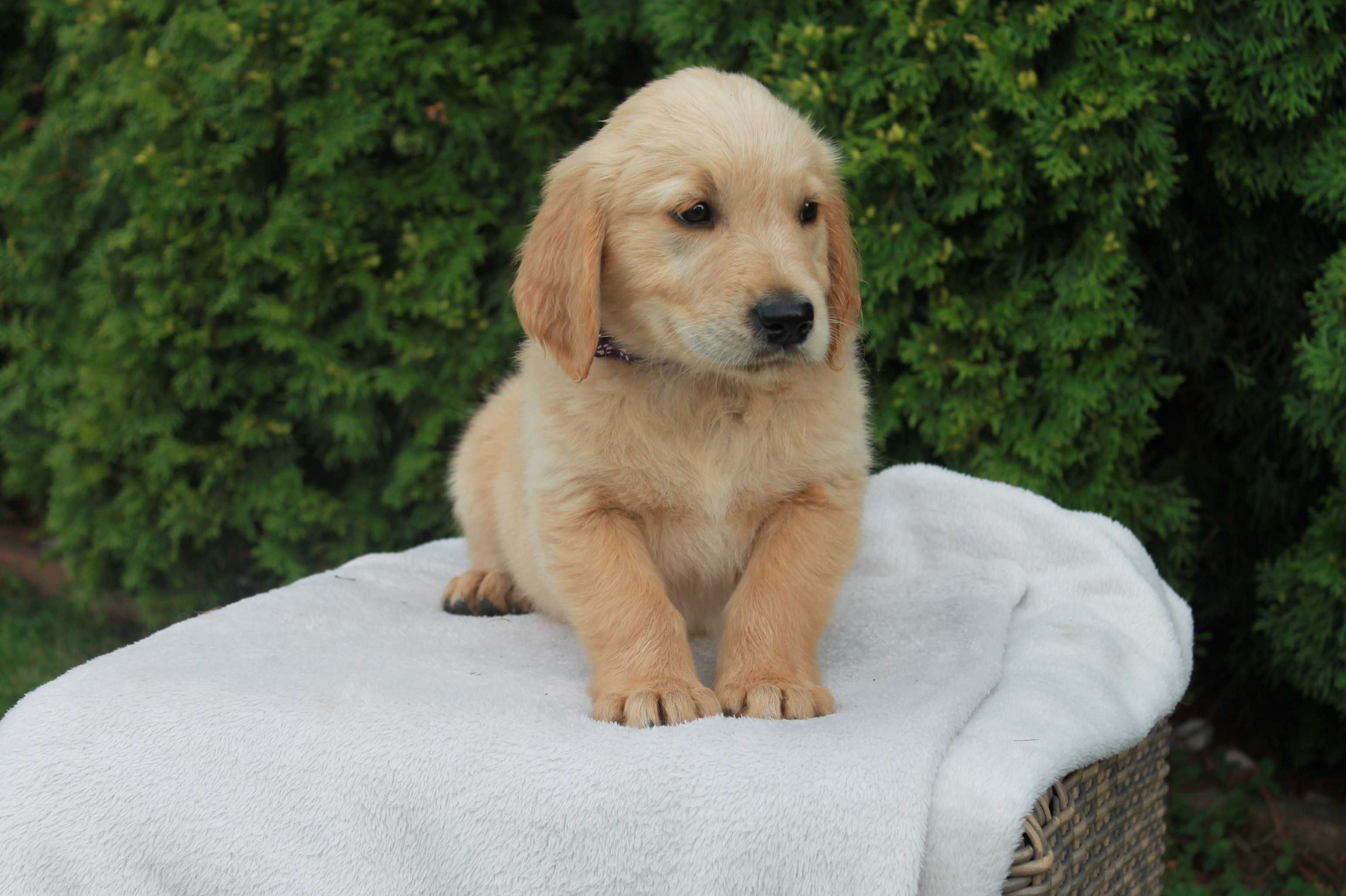 Piesek Golden Retriever złoty - gotowy do odbioru