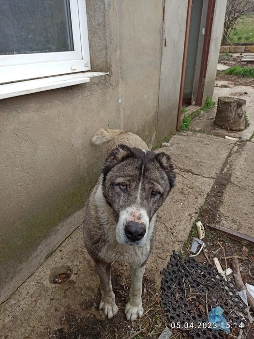 Пристраивается бесплатно собака Алабай