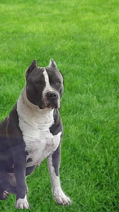 Амстафф. Вязка. Голубой.