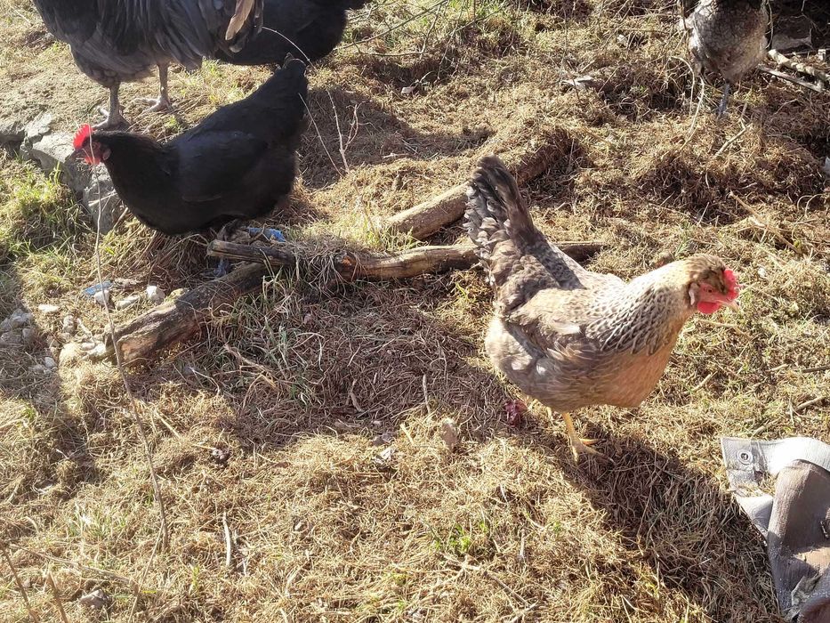 Jaja lęgowe, duże rasy na jednym wybiegu