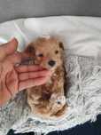 Suczka maltipoo F1 do rezerwacji