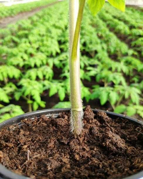 Sadzonki pomidorów szczepionych malinowe i bawole serce