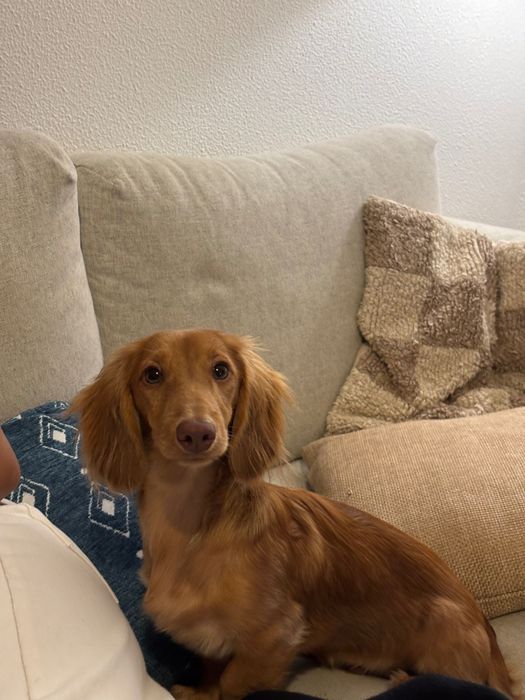 Teckel miniatura macho para acasalar / portador de creme inglês