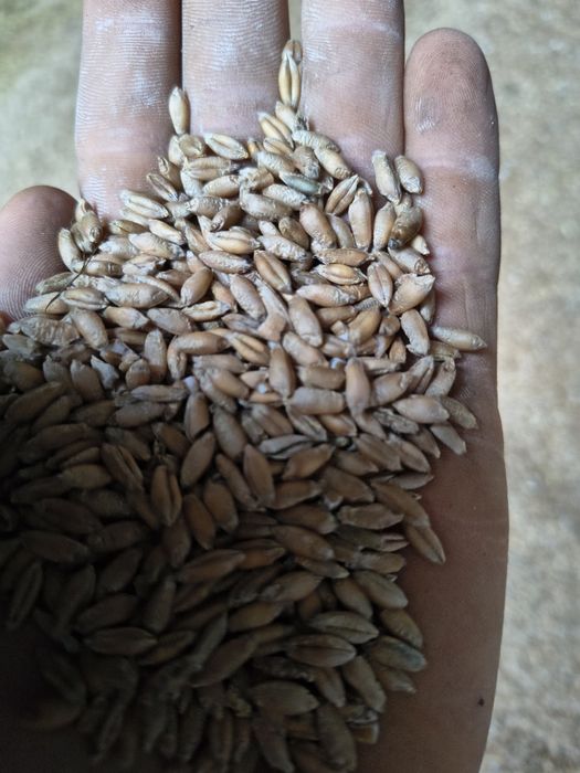 Pszenżyto żyto owies