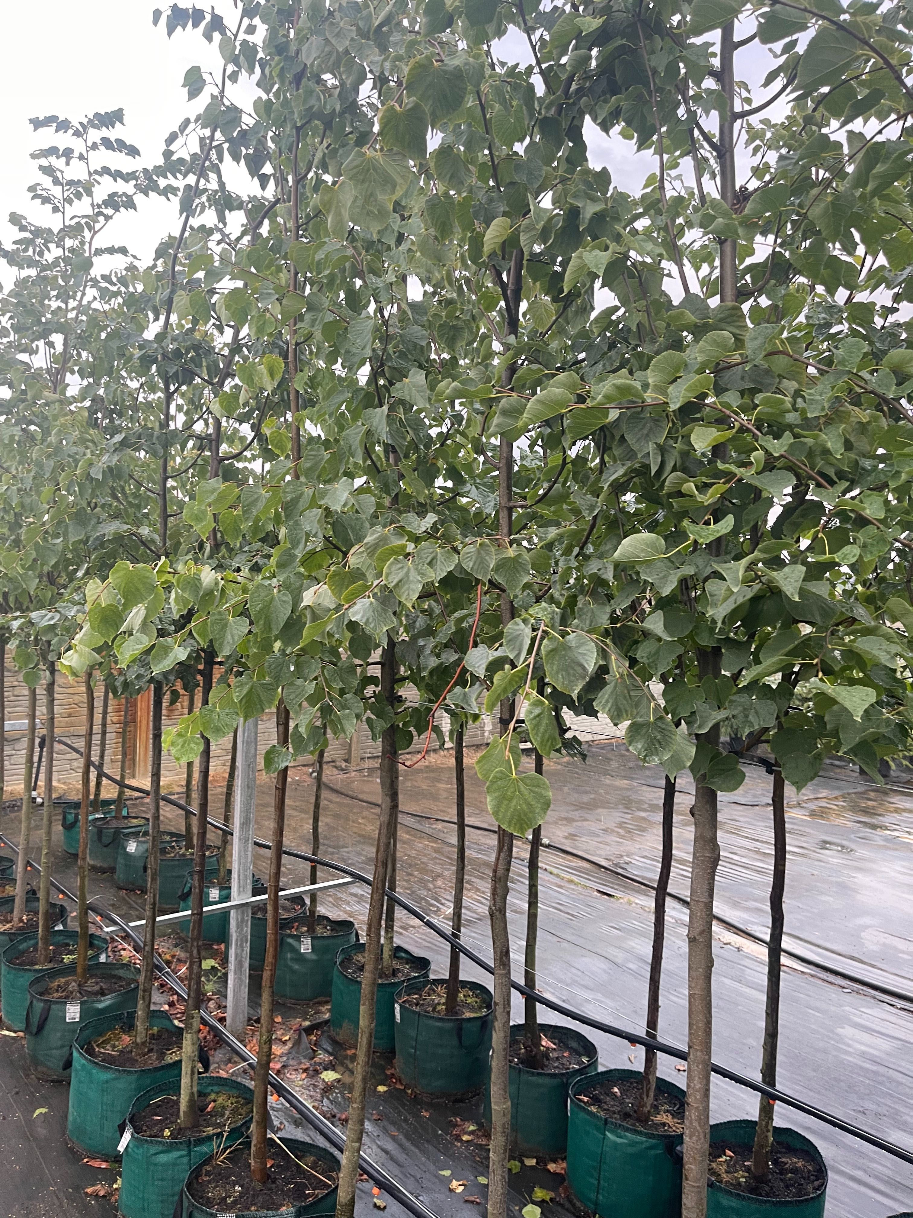 LIPA Drobnolistna w Donicy 2,5-3 m wysokość Obwód pnia 12-14 cm 290 zł