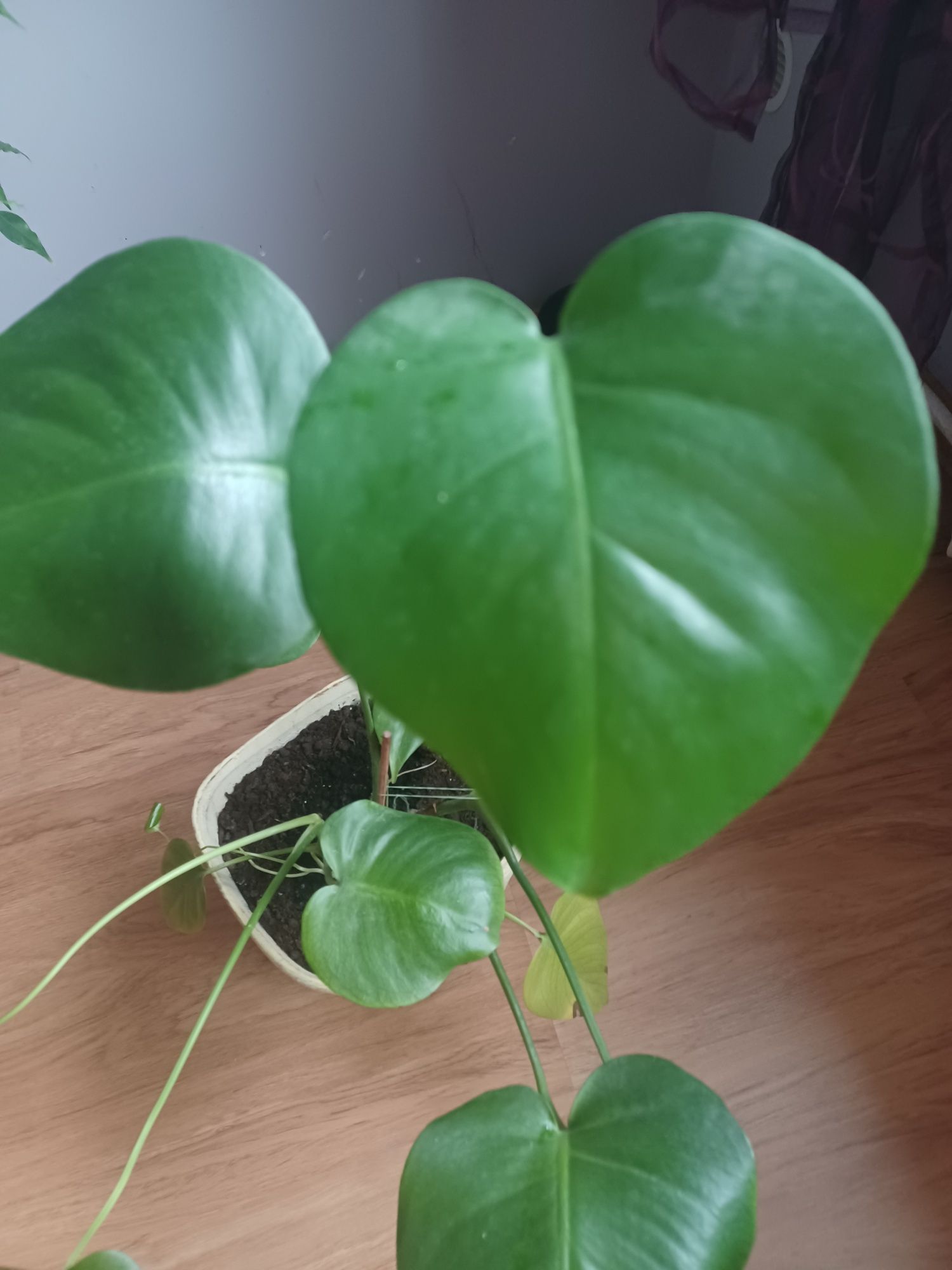 Monstera razem z donnicą