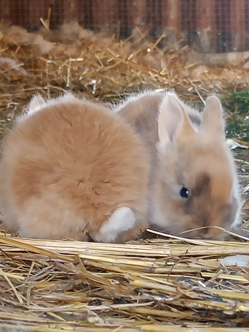 Miniaturki  króliki młodziutkie szukają domu