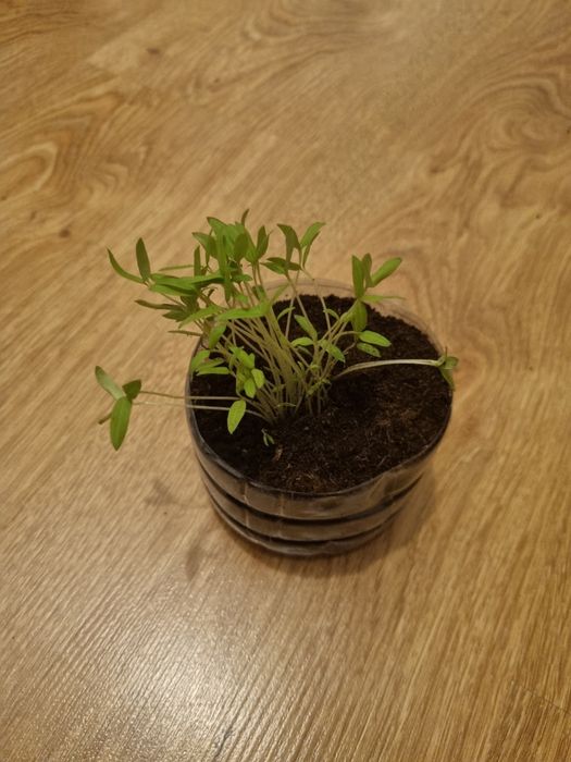 Sadzonki pomidorów koktajlowych ok.30 sztuk do rozsadzenia