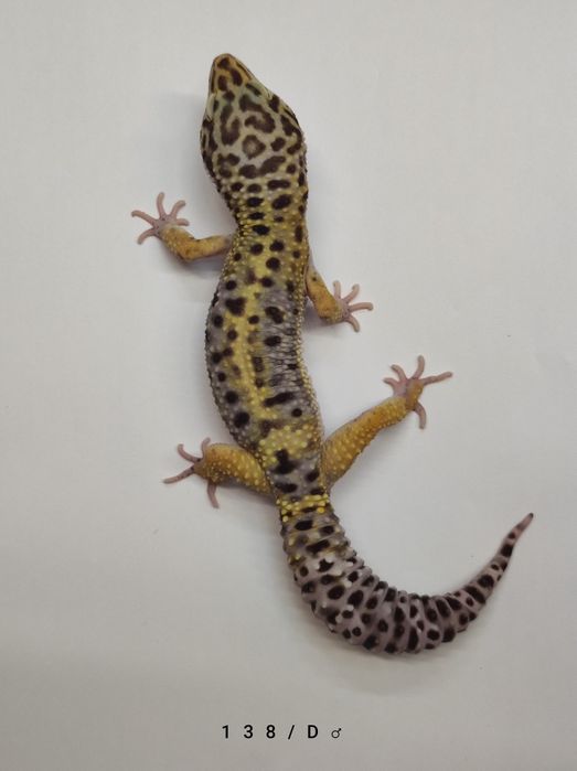 Gekony Lamparcie - Dorosłe Samce i Młode samiczki