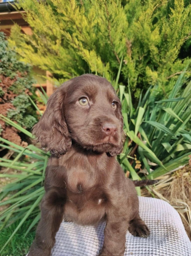 Cocker spaniel suczka
