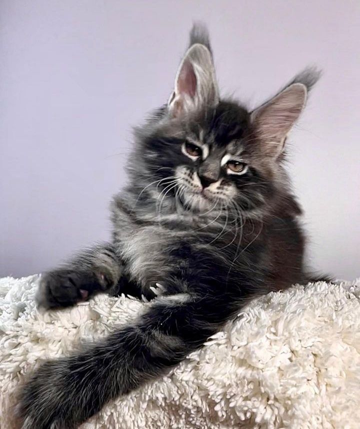 На продаж кошенятка Maine coons