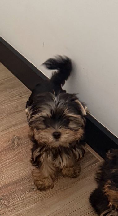 York shire terrier samczyk miniaturka