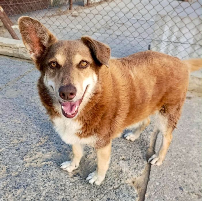 Maksio błaga o szansę i dom ..